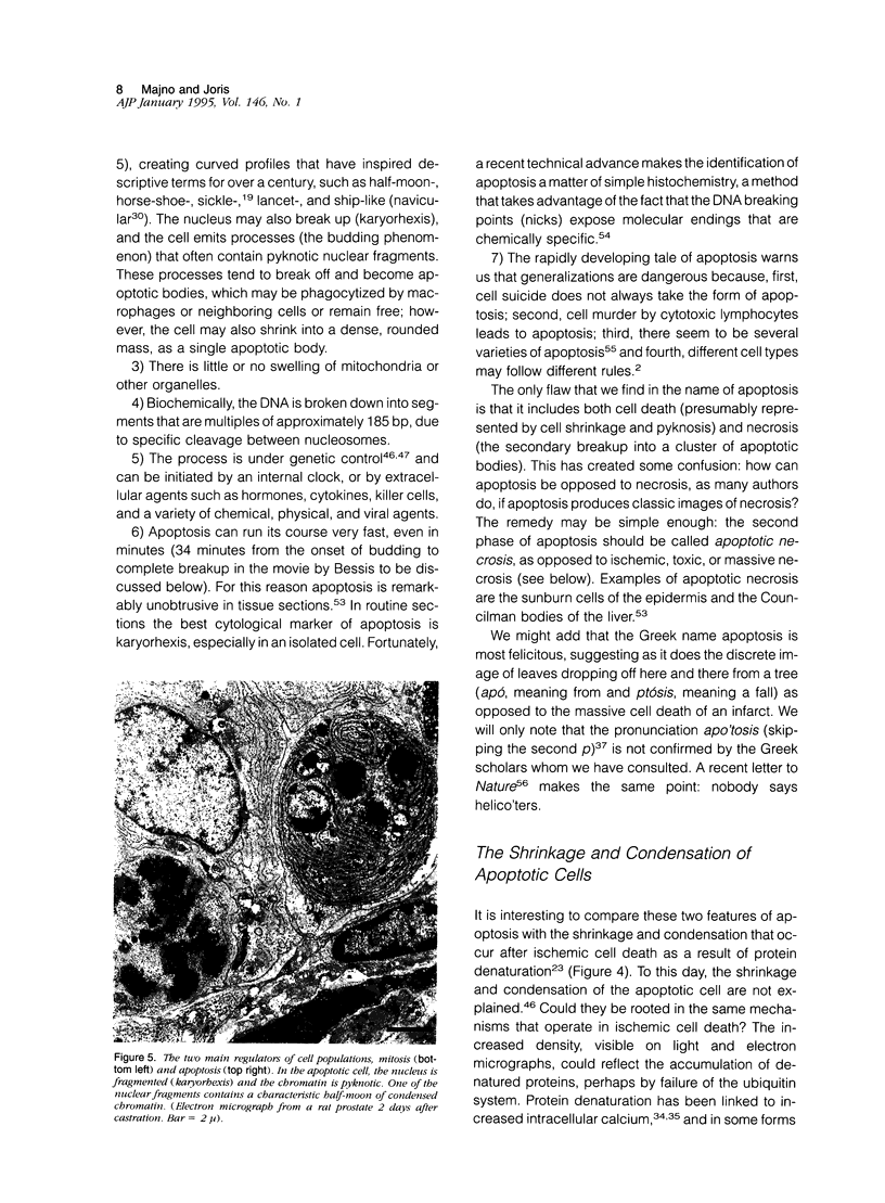 Apoptosis, oncosis, and necrosis. An overview of cell death - PMC