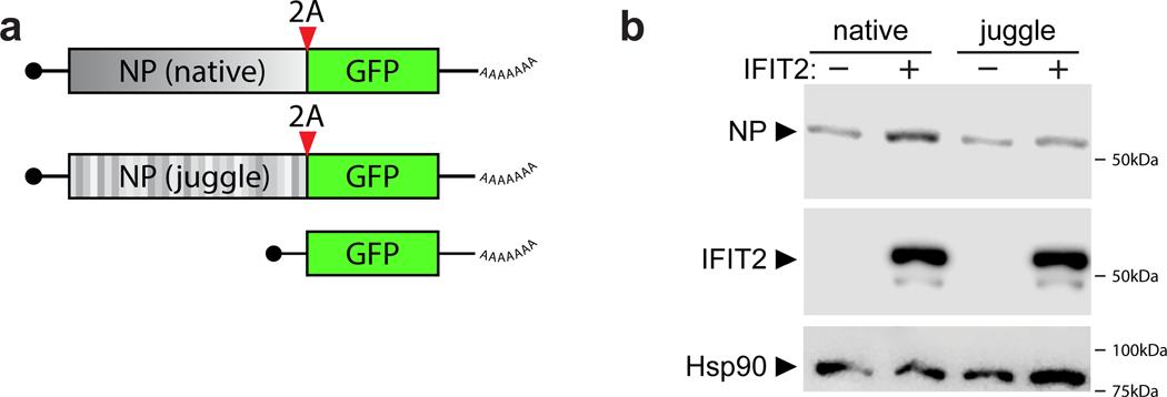 Extended Data Fig. 8