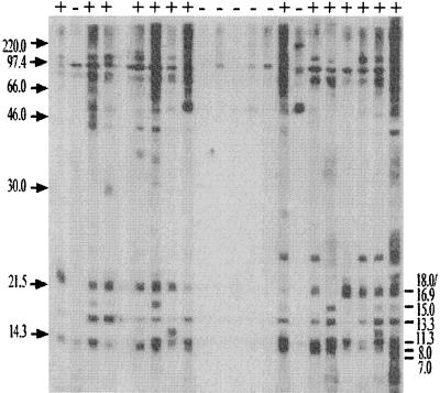 FIG. 5