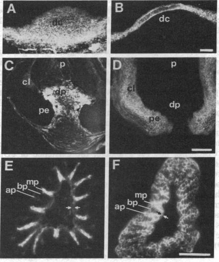 graphic file with name pnas00360-0231-a.jpg