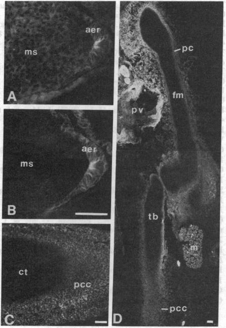 graphic file with name pnas00360-0231-b.jpg