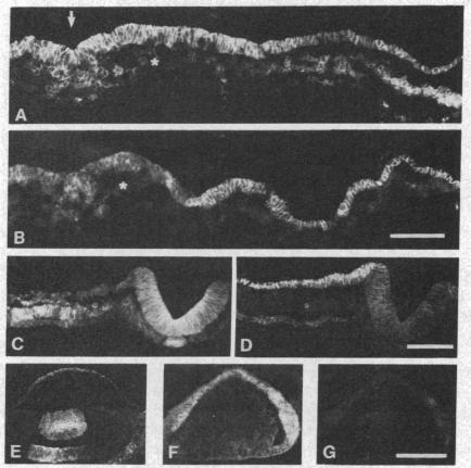 graphic file with name pnas00360-0229-a.jpg