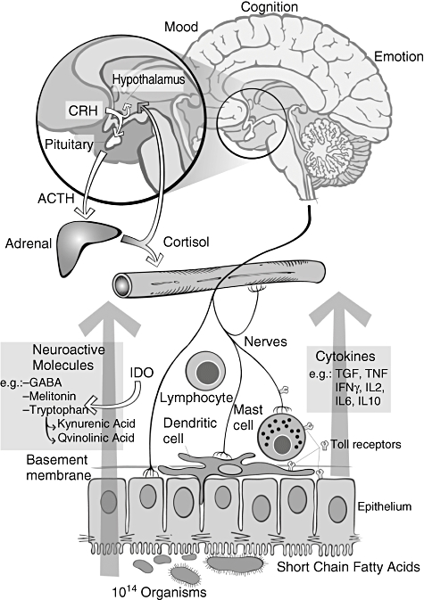 Fig. 2