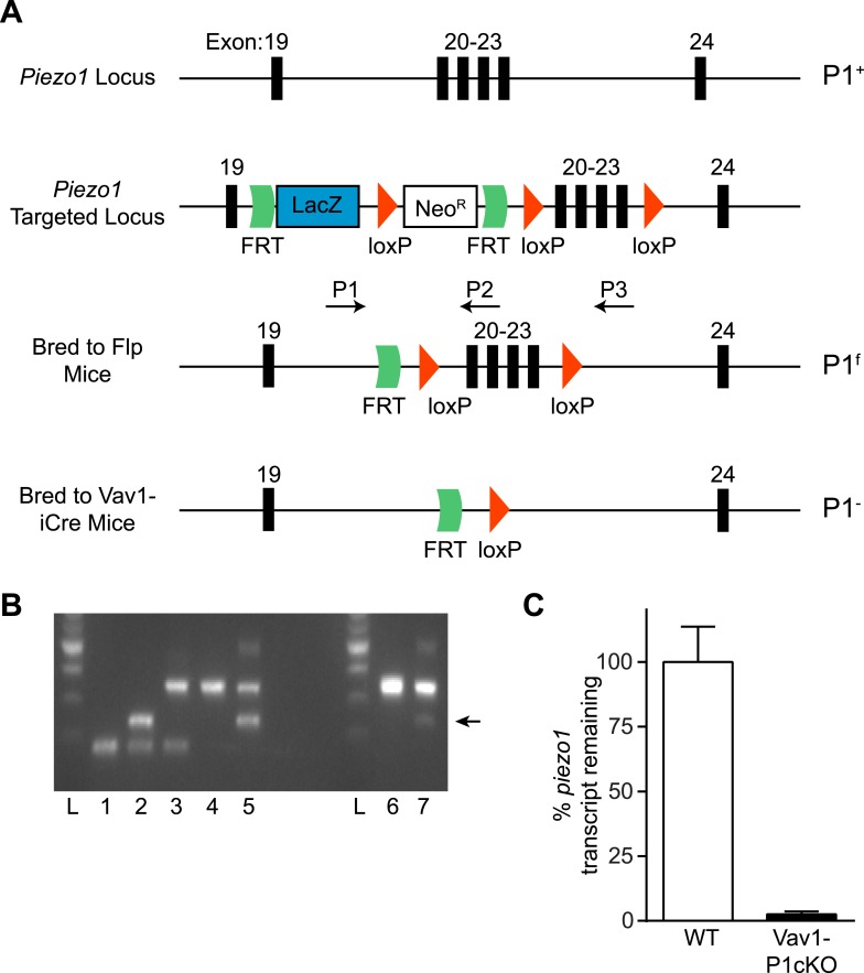 Figure 1—figure supplement 1.