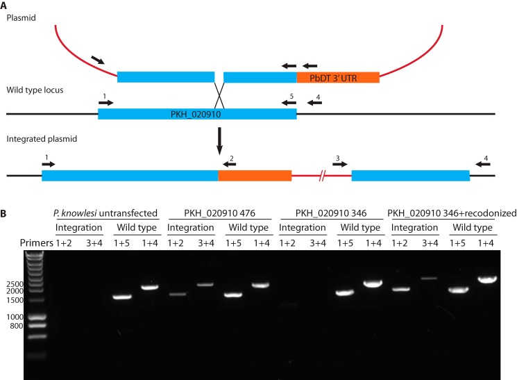 FIGURE 3.