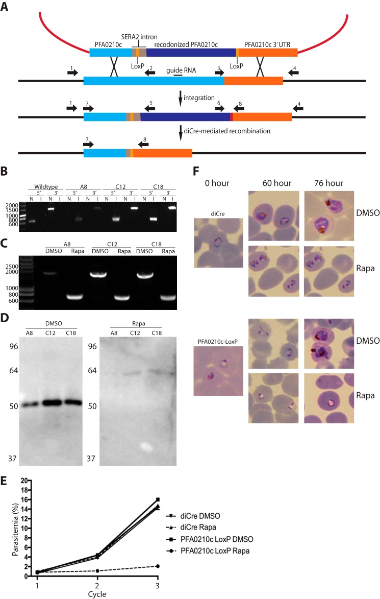 FIGURE 4.