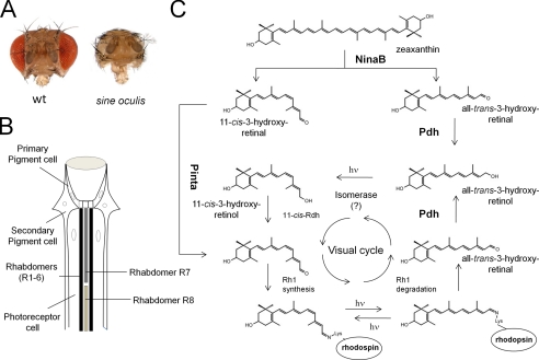 FIGURE 4.