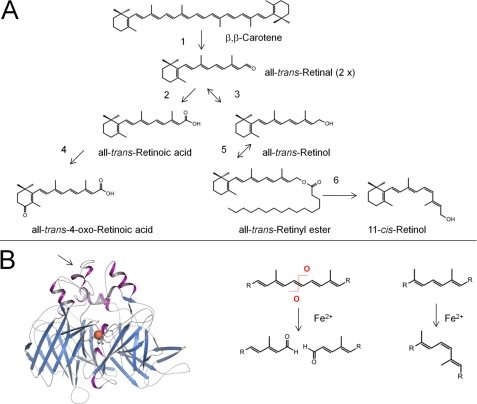 FIGURE 1.