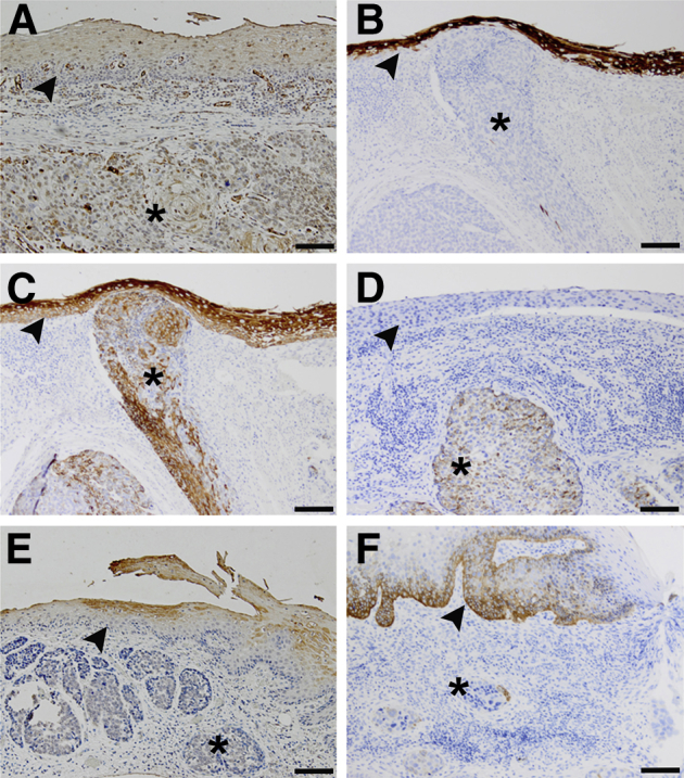 Figure 6