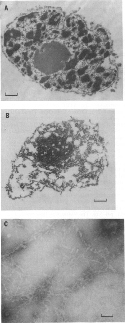 graphic file with name pnas01092-0037-a.jpg