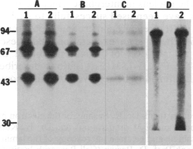 graphic file with name pnas01092-0038-a.jpg