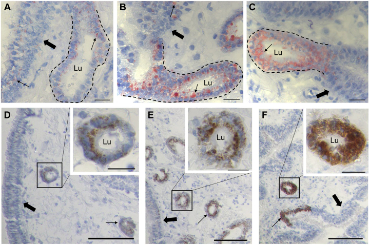 Figure 5