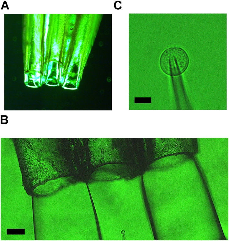 Figure 2.