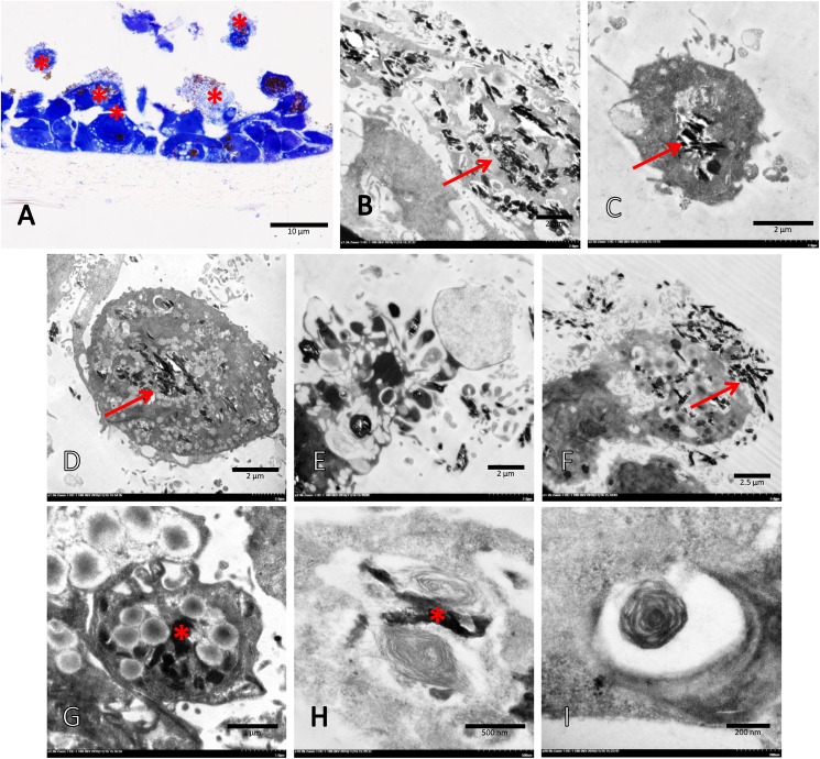 Fig 10