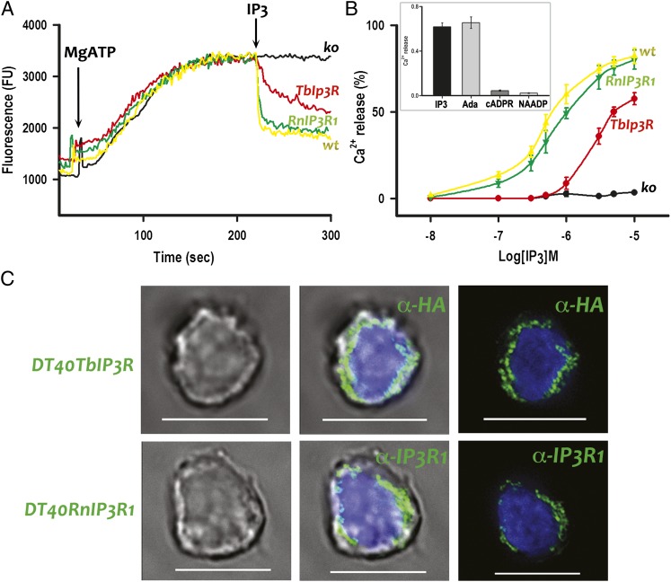 Fig. 2.