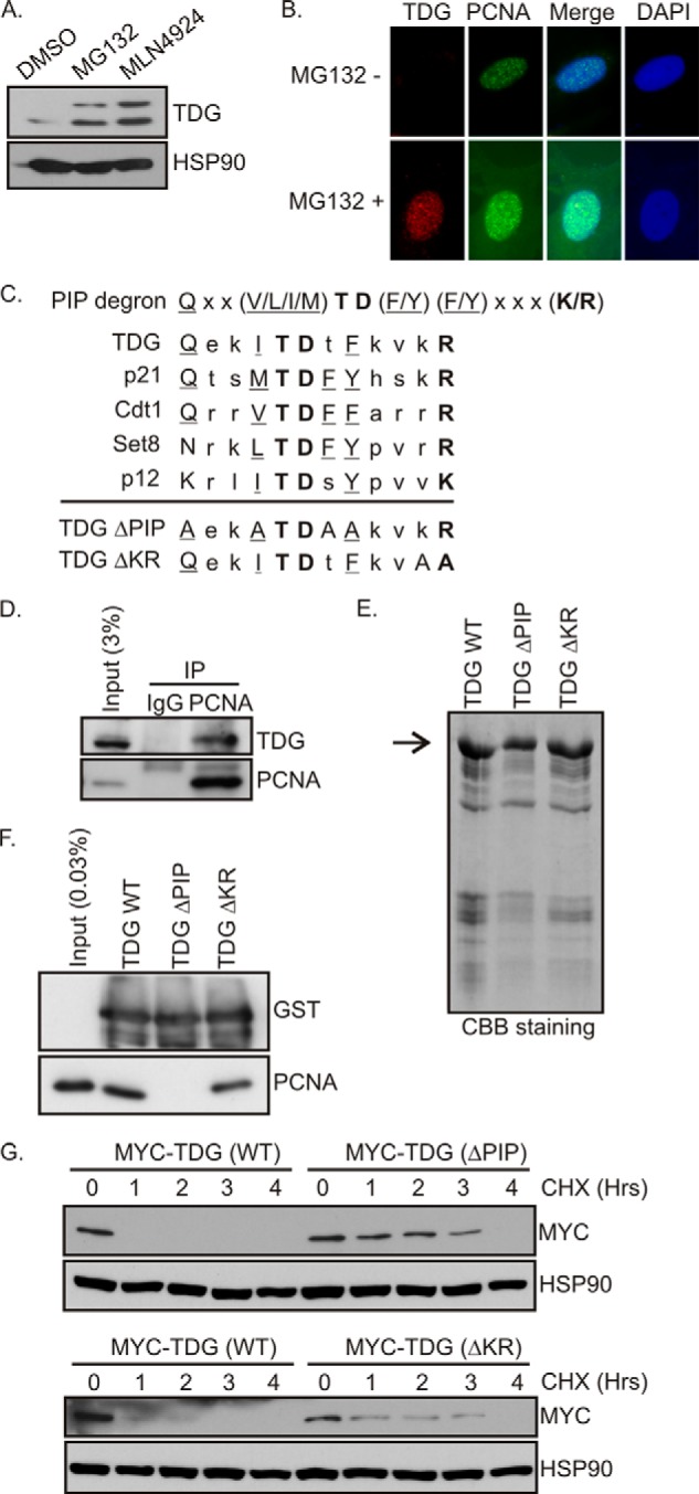 FIGURE 1.