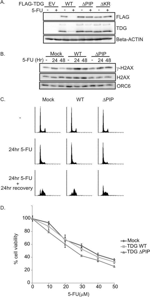 FIGURE 5.