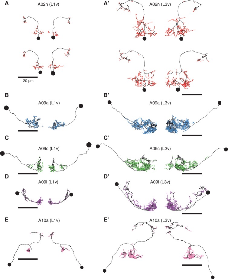 Figure 5—figure supplement 1.