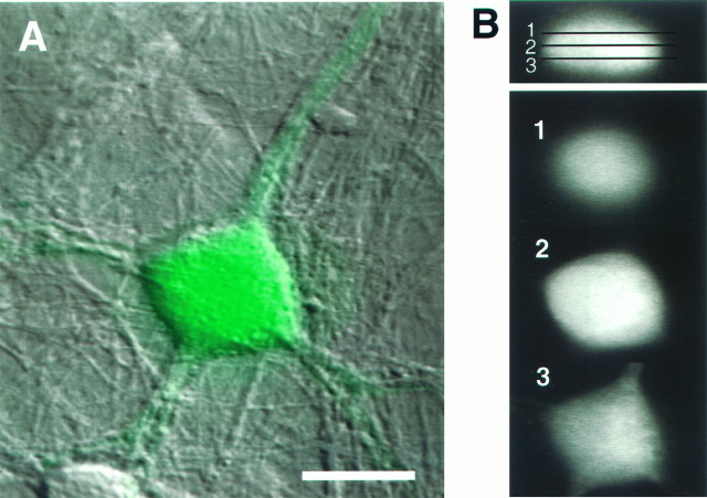 Fig. 5.