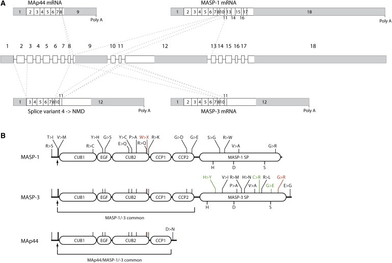 Figure 4