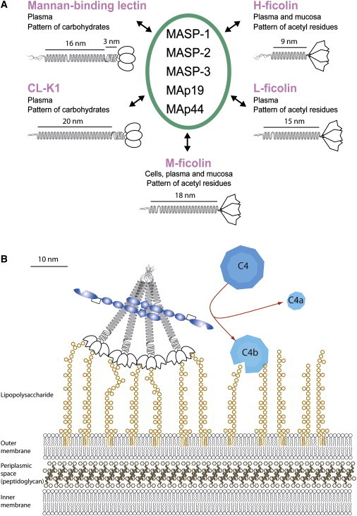 Figure 2