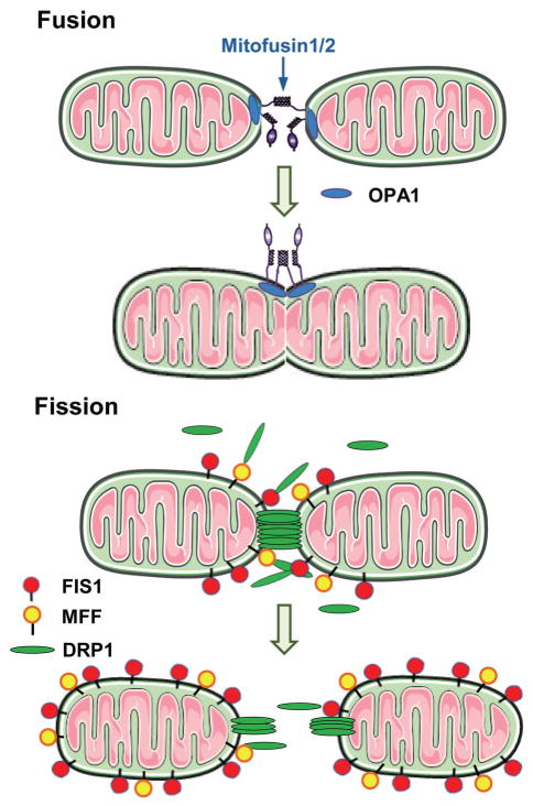 Fig. 1