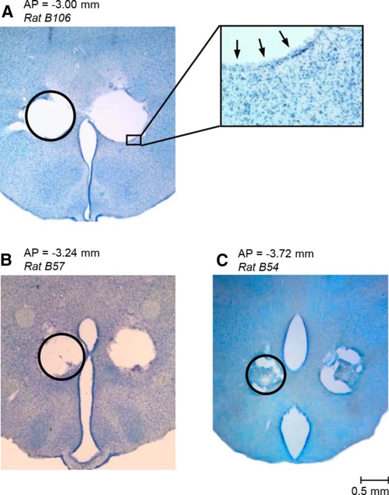 Figure 5.