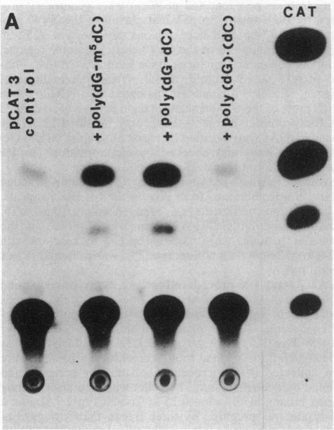 graphic file with name pnas00318-0025-a.jpg