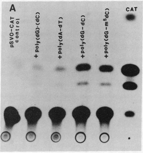 graphic file with name pnas00318-0026-a.jpg