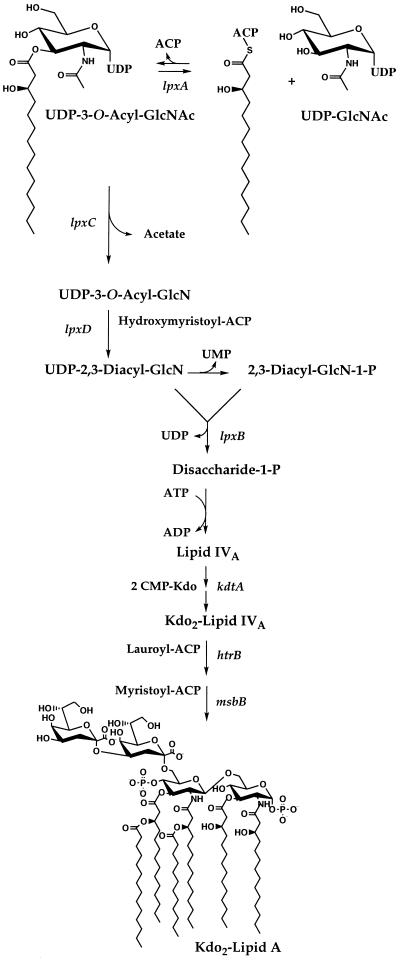 FIG. 1