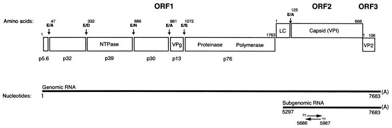 FIG. 1.