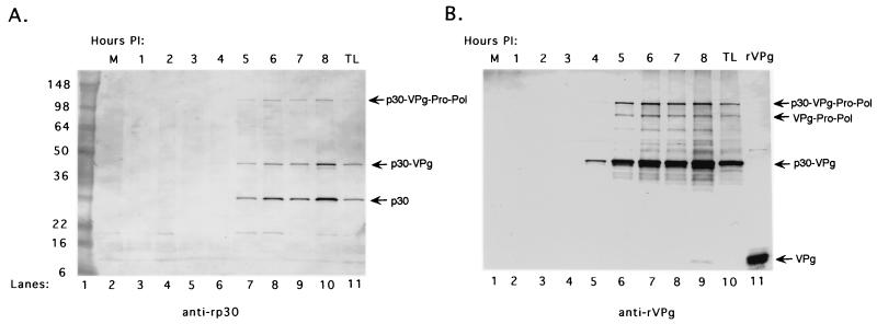 FIG. 9.