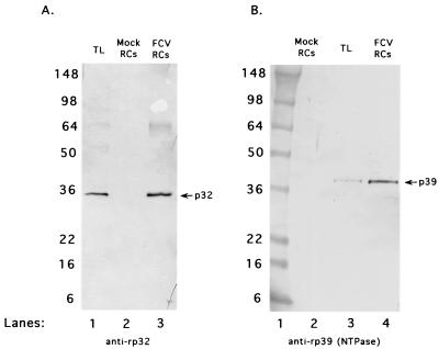 FIG. 8.