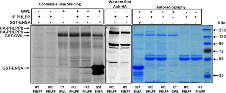 Figure 6—figure supplement 1.