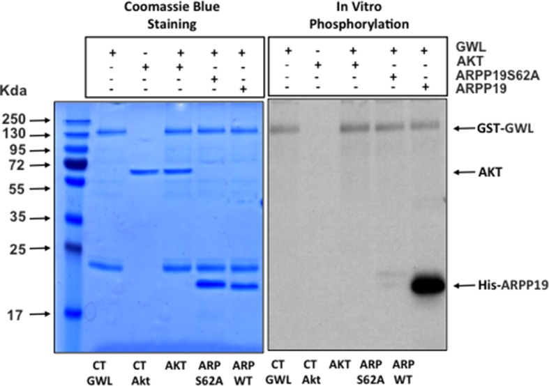 Figure 5—figure supplement 1.