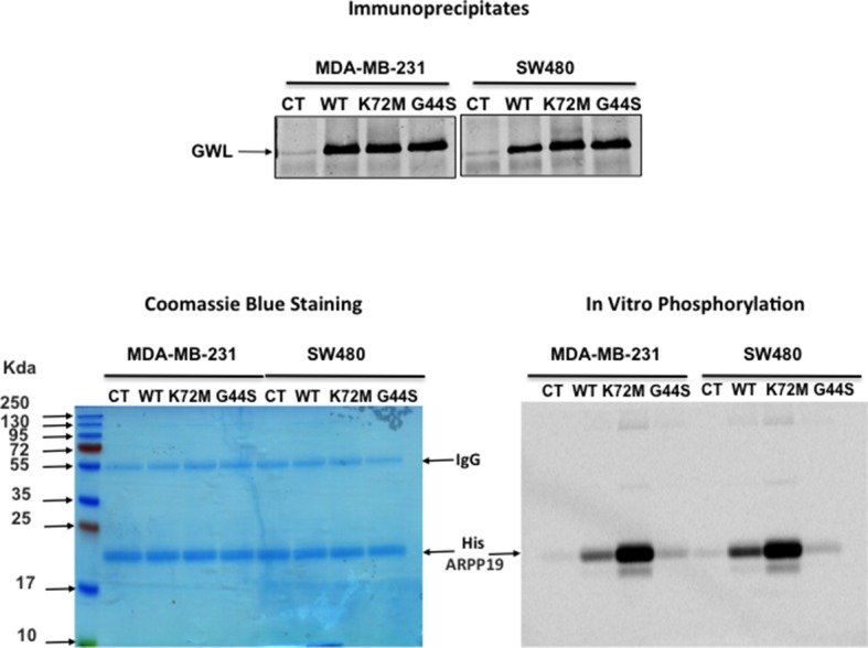 Figure 2—figure supplement 3.