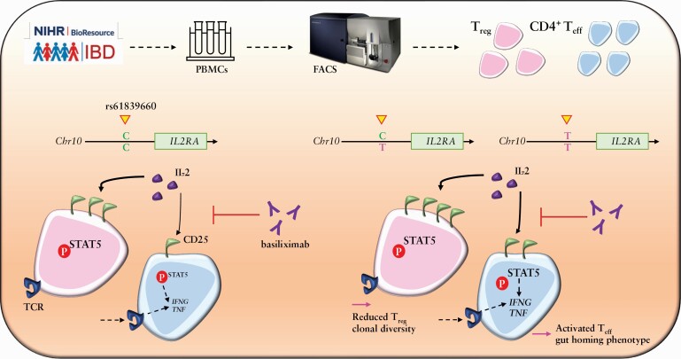 Graphical Abstract