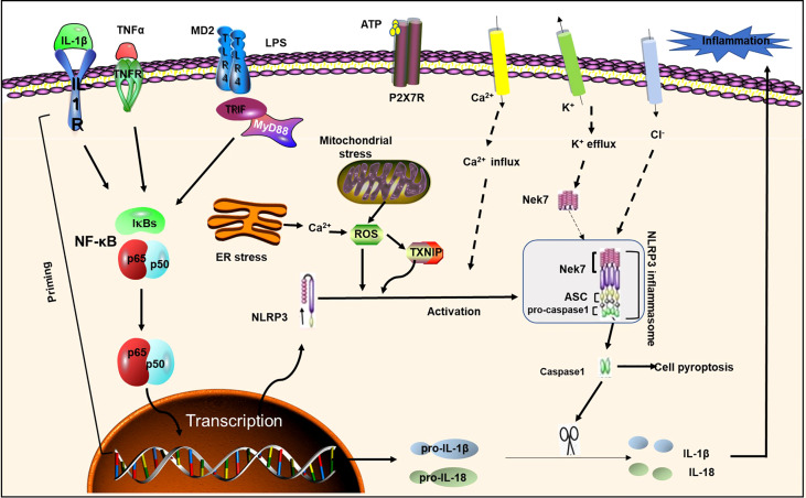 Figure 1