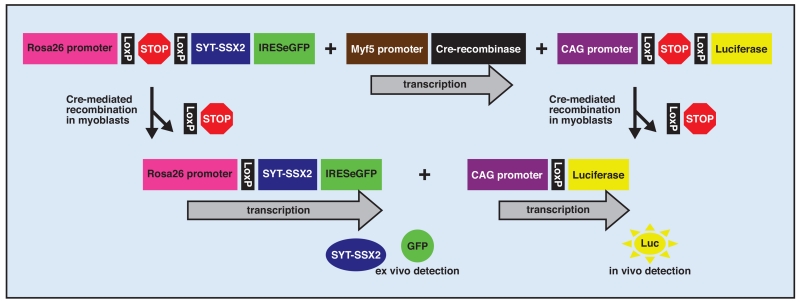 Fig 3