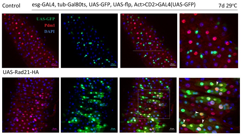 Figure 3—figure supplement 1.