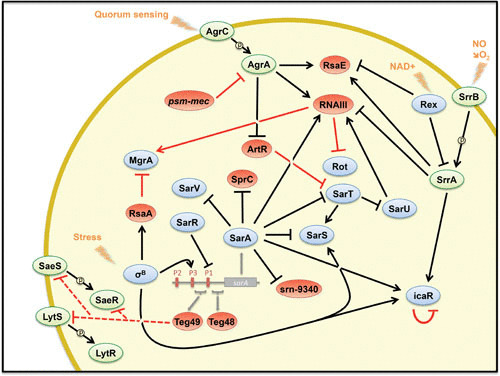 FIGURE 2