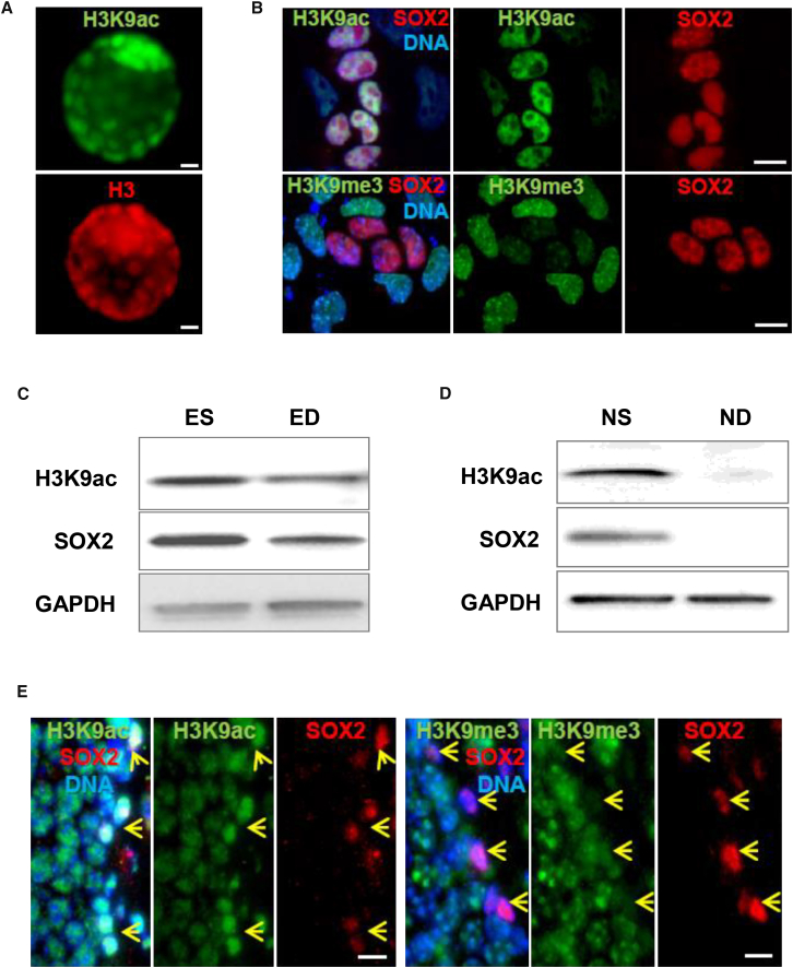 Figure 1