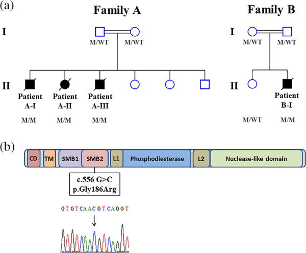 FIGURE 1