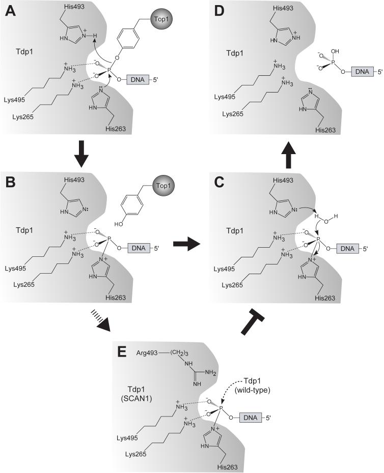 Fig. (3)