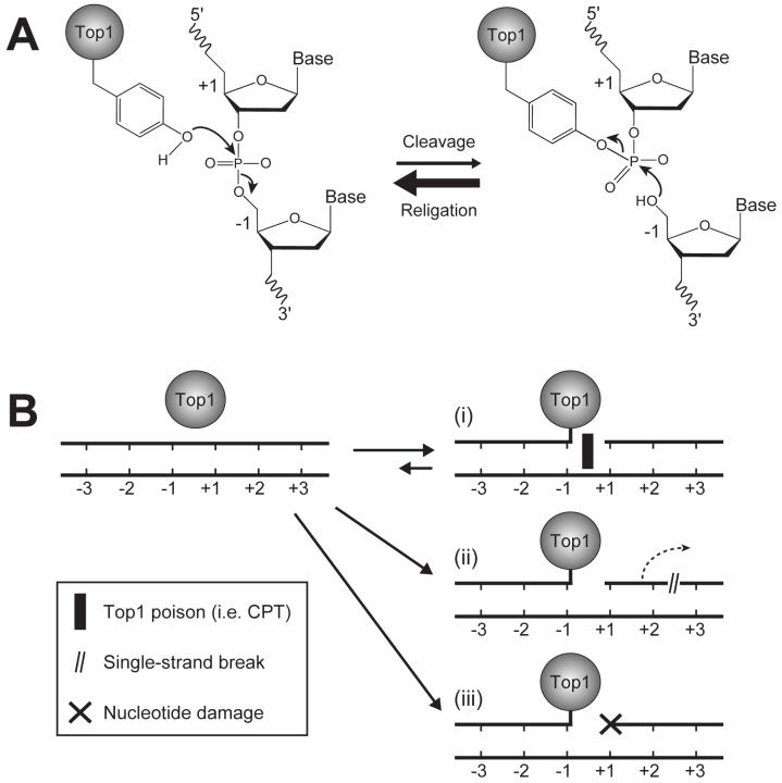 Fig. (1)