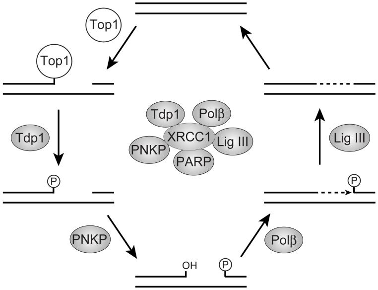 Fig. (5)