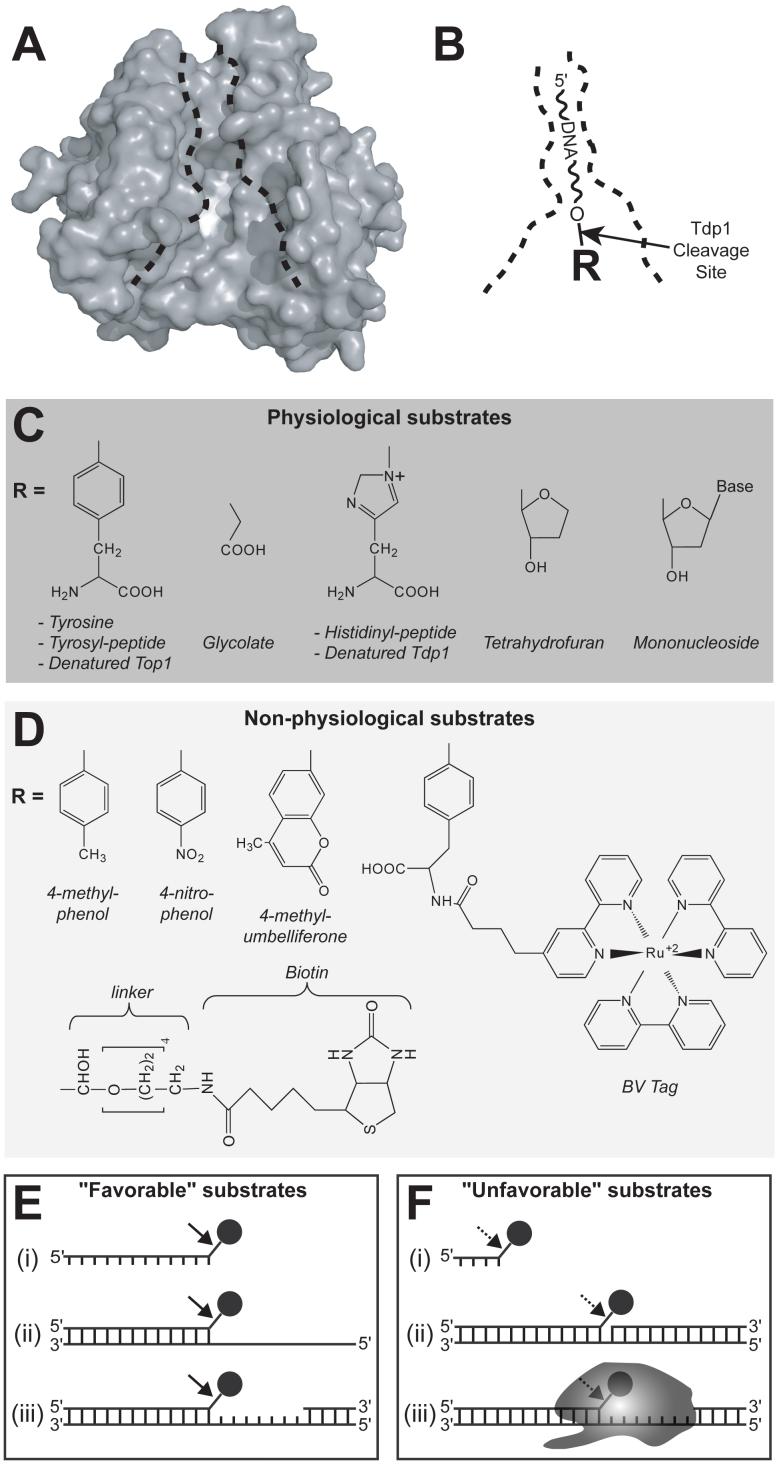 Fig. (4)