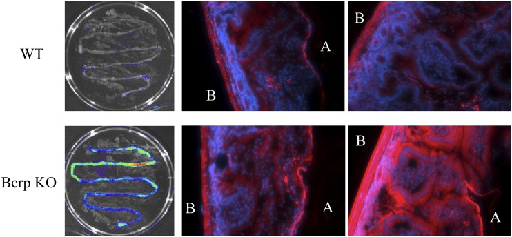 Fig. 2.