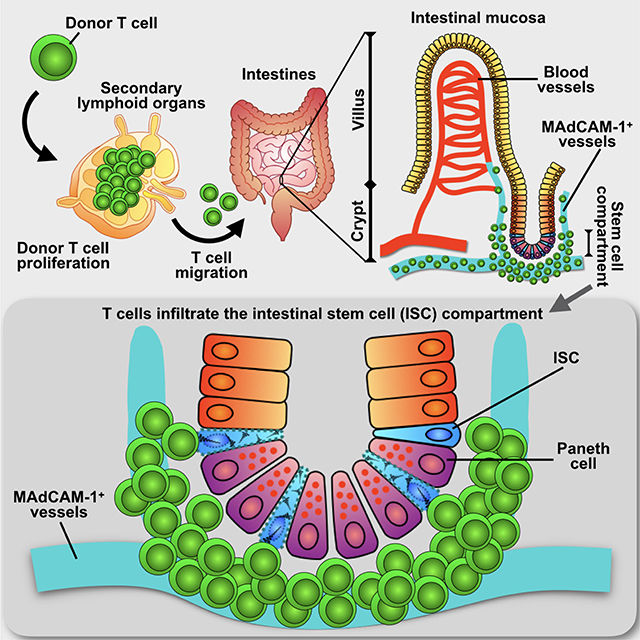 graphic file with name nihms-1533719-f0008.jpg