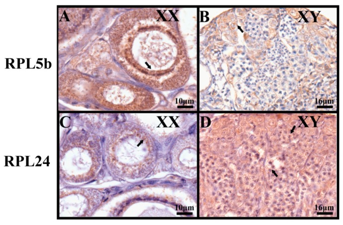 Figure 10